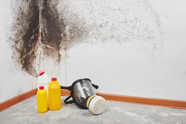 Best Mold Removal Company Near Me  in Lincoln, MT