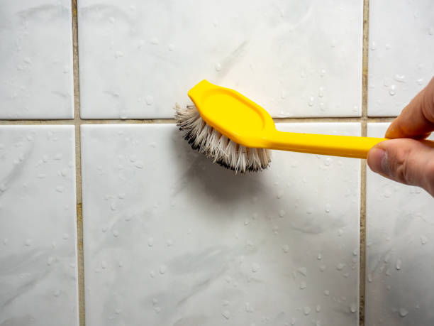 Best Mold Damage Repair  in Lincoln, MT