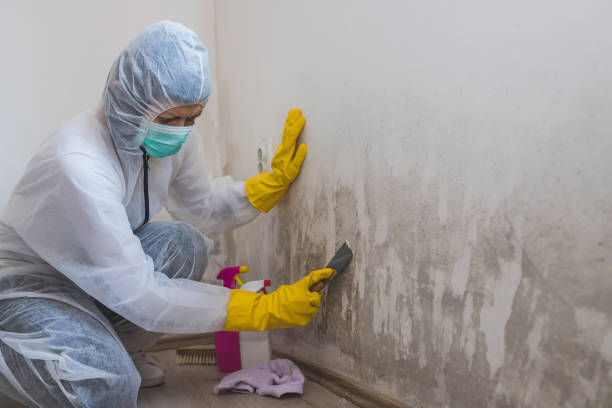 Trusted Lincoln, MT Mold Removal Experts