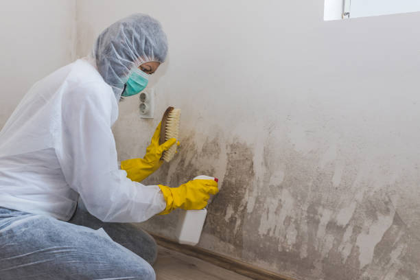 Best Toxic Mold Removal  in Lincoln, MT
