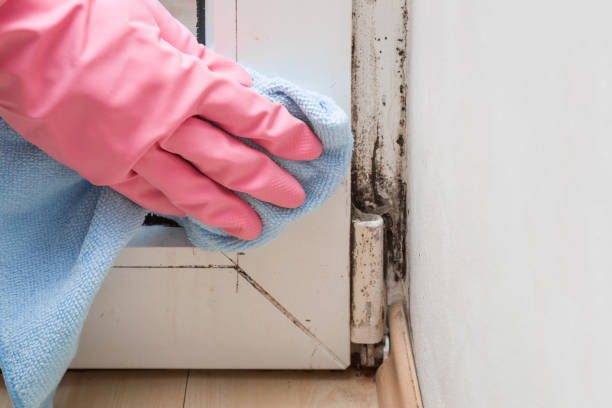 Attic Mold Removal in Lincoln, MT