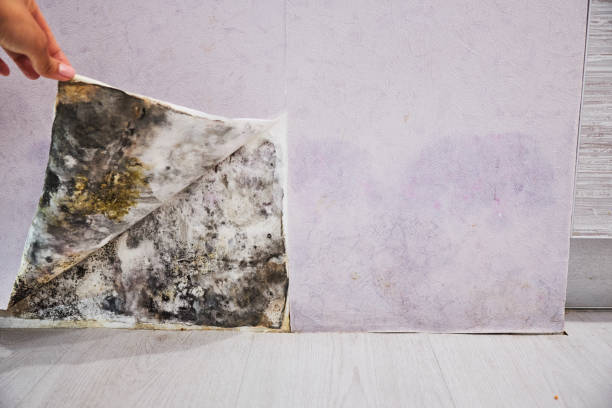 Office Mold Removal Services in Lincoln, MT